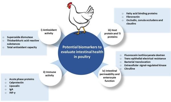 Restoring healthy gut microbiome in poultry using alternative feed additives with particular attention to phytogenic substances: Challenges and prospects - Image 3