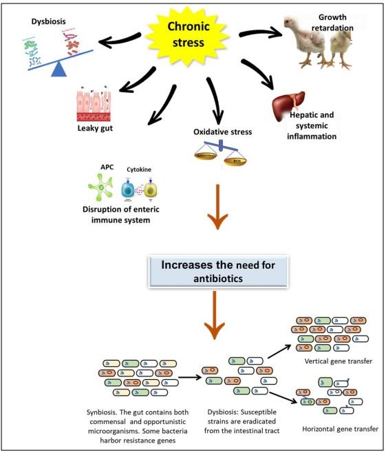 Restoring healthy gut microbiome in poultry using alternative feed additives with particular attention to phytogenic substances: Challenges and prospects - Image 2
