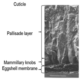 INFLUENCE OF MICROMINERALS ON THE EGGSHELL QUALITY