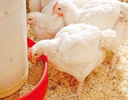 Energy - one of the most elusive and expensive nutrient for poultry - Image 1