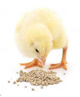 Energy - one of the most elusive and expensive nutrient for poultry - Image 2