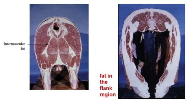 Do cows with similar body condition scores have similar fat reserves? - Image 2