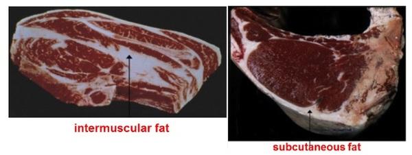 Do cows with similar body condition scores have similar fat reserves? - Image 1