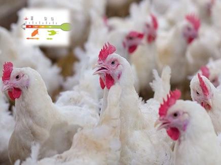 Reducing stress susceptibility in poultry with natural heat stable universal antioxidant and adaptogen ‘Herbal C’ - Image 1