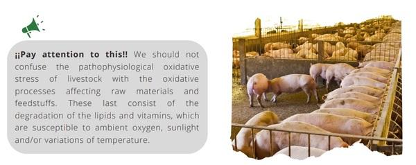 Oxidative stress in animal production: how is it generated and how can we reduce it? - Image 1