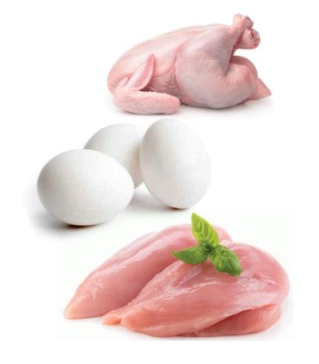 Chicken meat industry fast adapting to changing - Image 3