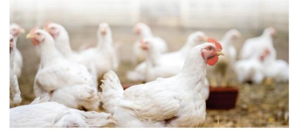 Chicken meat industry fast adapting to changing - Image 4