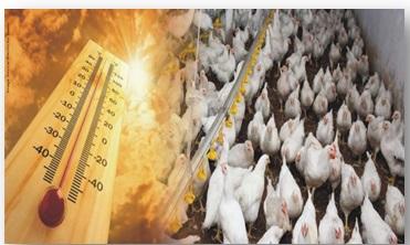 Beat the odds of heat stress in poultry birds with ‘HeatBeat’ - Image 2