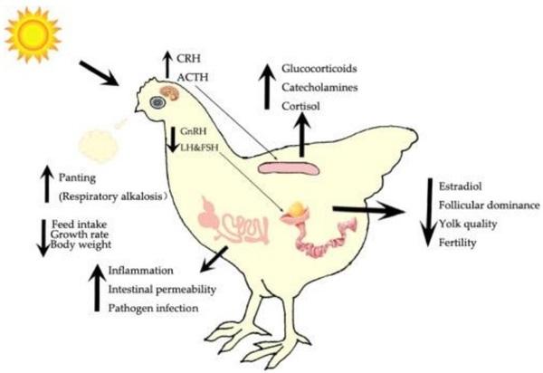 Folliculogenesis in Poultry - Image 8