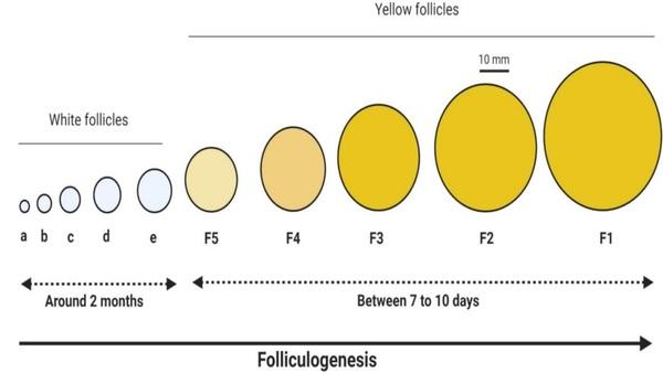 Folliculogenesis in Poultry - Image 5