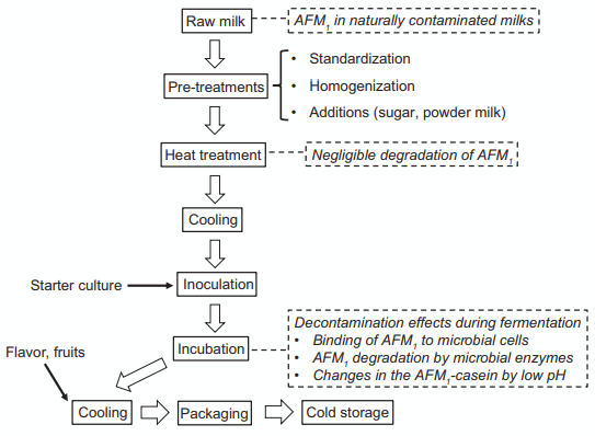 Figure 1. General processing flow chart of fermented milk and relevant steps regarding the aflatoxin M1 (AFM1) contamination during manufacture (in italic).
