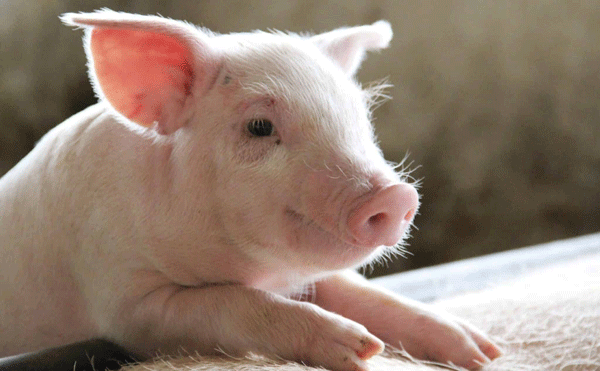 Improve survival of young piglets and increase weaning weights with live yeast probiotic