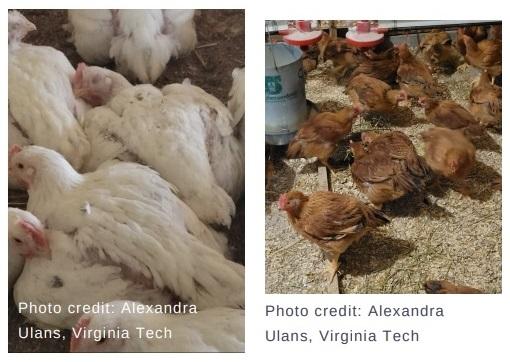 The welfare of broiler chickens part 1: impact of growth rate - Image 6