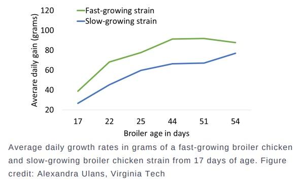The welfare of broiler chickens part 1: impact of growth rate - Image 3