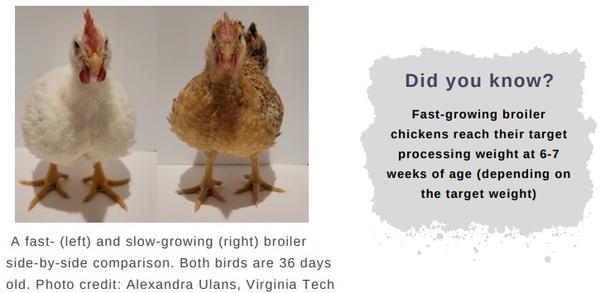 The welfare of broiler chickens part 1: impact of growth rate - Image 4