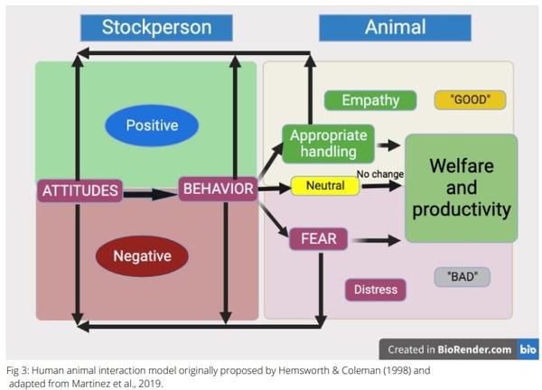 Human-Animal Interactions: Impacts on Animal Welfare - Image 4