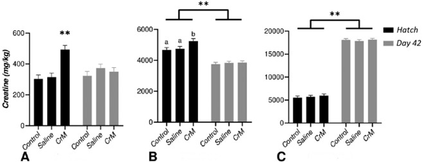 Figure 9. Mean creatine concentration (mg/kg) of liver (A), heart (B) and breast muscle (C) tissue of hatch (day 0) and d 42 Ross 308 broiler chickens. Birds received an in ovo injection at embryonic d 14; Control, non-injected control group; Saline, 0.75% saline solution-injected control group; CrM, 8.16 mg Creatine monohydrate (CrM)/ 0.75% saline solution-injected group. Error bars are § SEM. ** denotes highly statistical significance between treatment (A) and age (B and C; P < 0.001). Values without common letters are different between treatments, P < 0.05).