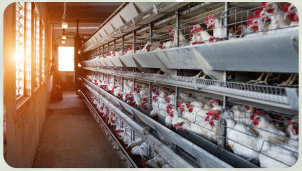 alternatives that improve efficiency and sustainability in livestock production