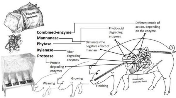A systematic-review on the role of exogenous enzymes on the productive performance at weaning, growing and finishing in pigs - Image 3