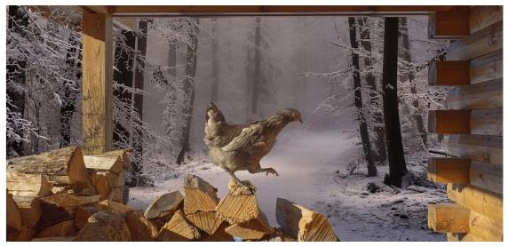 Cold temperatures can have severe consequences for poultry health and welfare - Image 2