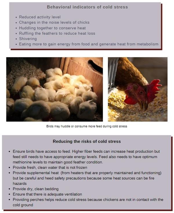 Cold temperatures can have severe consequences for poultry health and welfare - Image 4