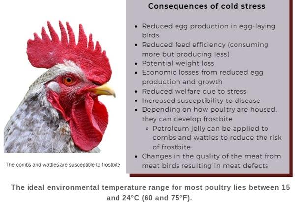 Cold temperatures can have severe consequences for poultry health and welfare - Image 3