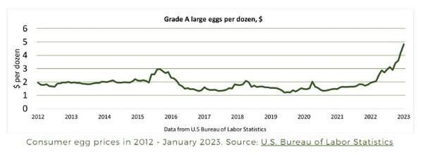 Egg Prices on the Rise: What