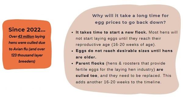 Egg Prices on the Rise: What