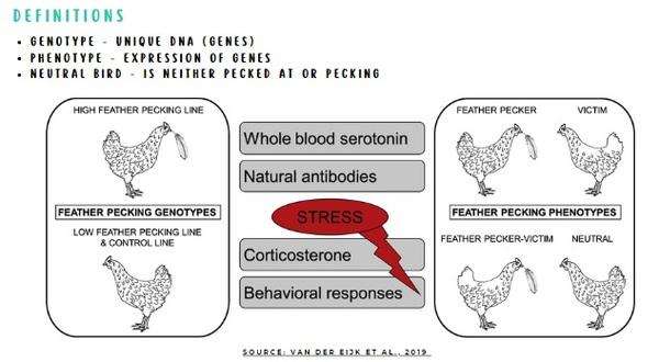 Tryptophan: The link between poultry welfare & nutrition - Image 4
