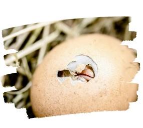 Optimizing Incubation Conditions for Chick Welfare - Image 10