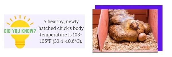 Optimizing Incubation Conditions for Chick Welfare - Image 3