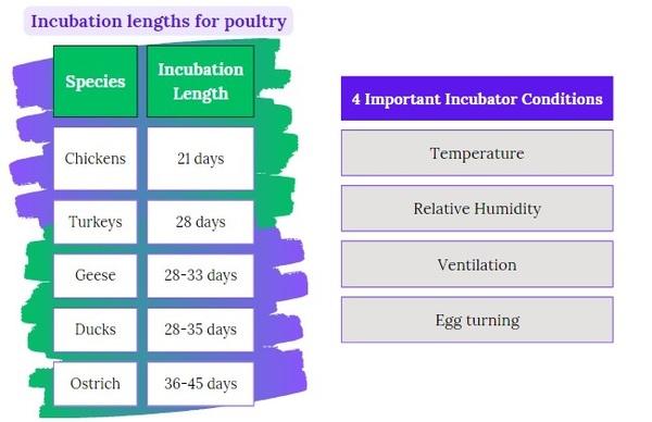 Optimizing Incubation Conditions for Chick Welfare - Image 2