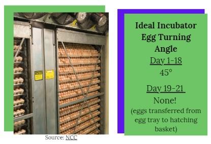 Optimizing Incubation Conditions for Chick Welfare - Image 9
