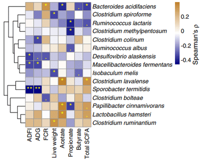 Fig. 7 A heatmap showing an association between some cecal bacterial species and biological parameters across all treatments in broilers at d 42 post-hatch. The Spearman’s rho (ρ) correlation coefficient is denoted by the color of the heatmap, and the values are represented in the legend, where the blue color denotes negative correlation while the brown color denotes positive correlation. The yellow asterisks in the cell indicate a statistically significant correlation (*P ≤ 0.05, **P ≤ 0.01), while the dots indicate approaching significance or a trend (P < 0.1). The dendrogram is generated by the Euclidean distance method and represents the clustering of bacterial species. ADFI: average daily feed intake, ADG: average daily gain, FCR: feed conversion ratio. Live weight = Total body weight at d 42