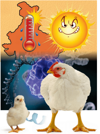 Systemic Enzymes: A Cover Against Heat Stress - Image 4