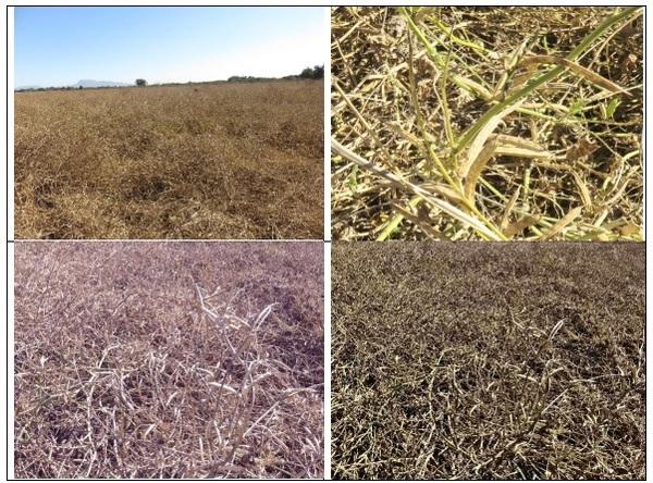 Photographic demonstration to stablish wheat on guar Cyamopsis tetragonoloba with agricultural irrigation, implementing a technological package using sustainable agronomic practices - Image 2