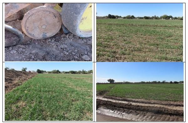 Photographic demonstration to stablish wheat on guar Cyamopsis tetragonoloba with agricultural irrigation, implementing a technological package using sustainable agronomic practices - Image 7