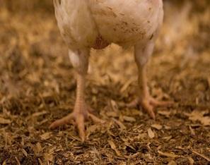 Wet Litter menace in poultry houses and management strategies - Image 2