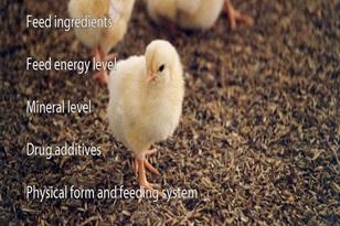 Wet Litter menace in poultry houses and management strategies - Image 1