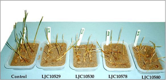 Isolation, Identification, and Determination of the Virulence of the Causal Agents of Corm Rot of Saffron (Crocus sativus L.) in Valle de Uco, Argentina - Image 3