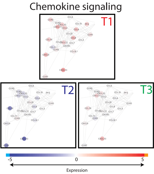 Figure 6. Snapshot of chemokine network. Interactions of genes associated with chemokine pathways were extracted from innateDB visualized in CytoScape. Nodes (genes) are coloured by their expression, where blue is low expression and red is high expression (see legend on top). Abbreviations used: T1; Treatment 1, T2; Treatment 2, T3; Treatment 3. doi:10.1371/journal.pone.0100040.g006