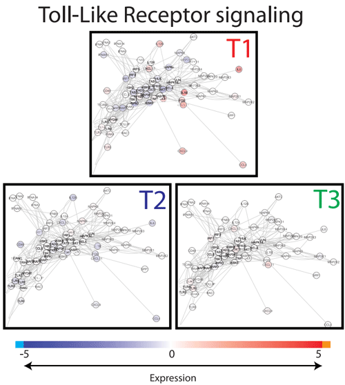 Figure 5. Snapshot of Toll-like receptor network. Interactions of genes involved in the Toll-like receptor (TLR) pathways were extracted from innateDB and visualized in CytoScape. Nodes (genes) are coloured by their expression, where blue is low expression and red is high expression (see legend on top). Abbreviations used: T1; Treatment 1, T2; Treatment 2, T3; Treatment 3. doi:10.1371/journal.pone.0100040.g005