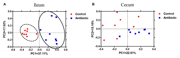 FIGURE 2 | Principle coordinate analysis of (A) ileum samples and (B) cecum samples in the control and antibiotic group by Bray–Curtis similarity metric. The percentage of variation explained by PC1 and PC2 are indicated in the axis