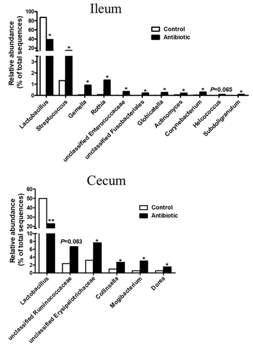 FIGURE 4 | Effect of early antibiotics exposure on the significantly changed genera in ileal and cecal digesta. The values were expressed as the medians, with eight piglets per group. Asterisks indicated statistically significant difference from control (Mann–Whitney U-test): ∗P < 0.05, ∗∗P < 0.01.