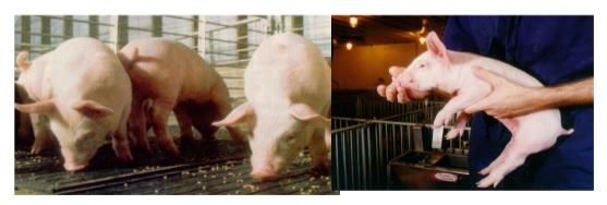 Rations for Early Weaned Pig - Image 4