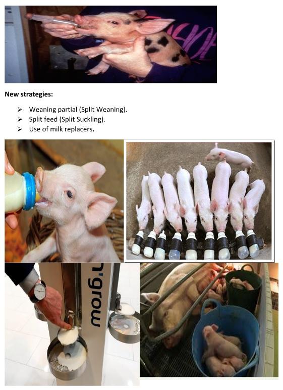 Rations for Early Weaned Pig - Image 5