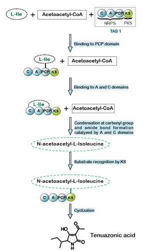 Recent Advances in the Bioherbicidal Potential of Tenuazonic Acid, an Alternaria spp. mycotoxin - Image 1