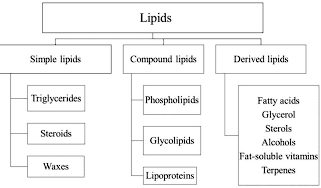 Physiology of lipid digestion and absorption in poultry: An updated review on the supplementation of exogenous emulsifiers in broiler diets - Image 2