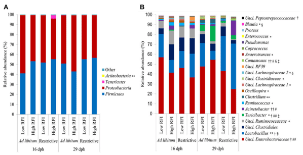 FIGURE 2 | Relative abundance of (A) bacterial phyla and (B) most abundant bacterial genera (relative abundance > 0.5%) in feces at 16 and 29 days post-hatch (dph) in low and high residual feed intake (RFI) broiler chickens fed either ad libitum or restrictively. *P ≤ 0.05, effect for time point; **P ≤ 0.10, trend for time point effect; † P ≤ 0.05, effect for restrictive feeding; †† P ≤ 0.10, trend for restrictive feeding effect; #P ≤ 0.05, effect for RFI; ##P ≤ 0.10, trend for RFI effect; §P ≤ 0.05 effect for restrictive feeding × RFI interaction; P ≤ 0.05 effect for time point × restrictive feeding × RFI interaction. Low RFI ad libitum, n = 7 per sex and time point; high RFI ad libitum, n = 8 females per time point, and n = 7 males per time point; low RFI restrictive, n = 7 per sex and time point; high RFI restrictive, n = 7 per sex and time point. Uncl., unclassified.
