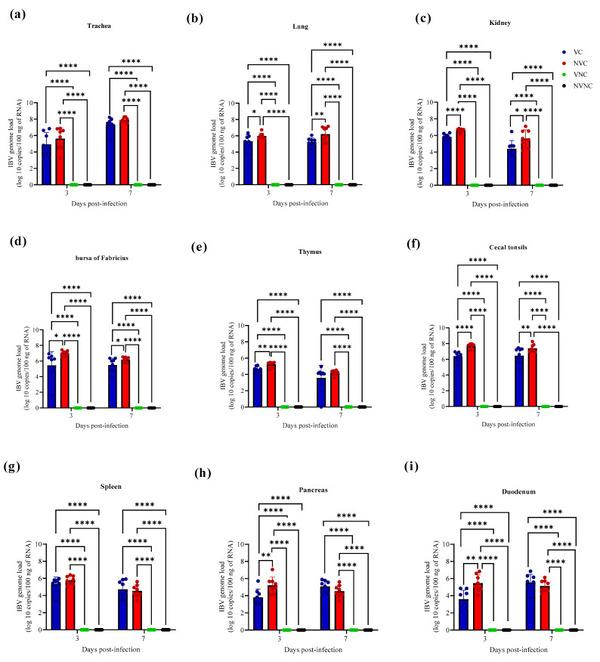Impact of Maternal Antibodies on Infectious Bronchitis Virus (IBV) Infection in Primary and Secondary Lymphoid Organs of Chickens - Image 5
